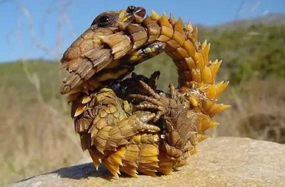 The Thorny Devil: Australia’s Armor-Plated Lizard with a Unique Survival Strategy