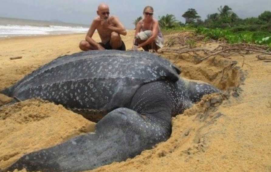 The Leatherback Turtle: Earth’s Colossal Marine Reptile Without a Traditional Shell