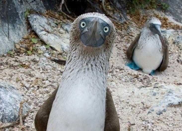 The Blue-Footed Booby: Galápagos’ Colorful Seabird with a Dashing Mating Dance