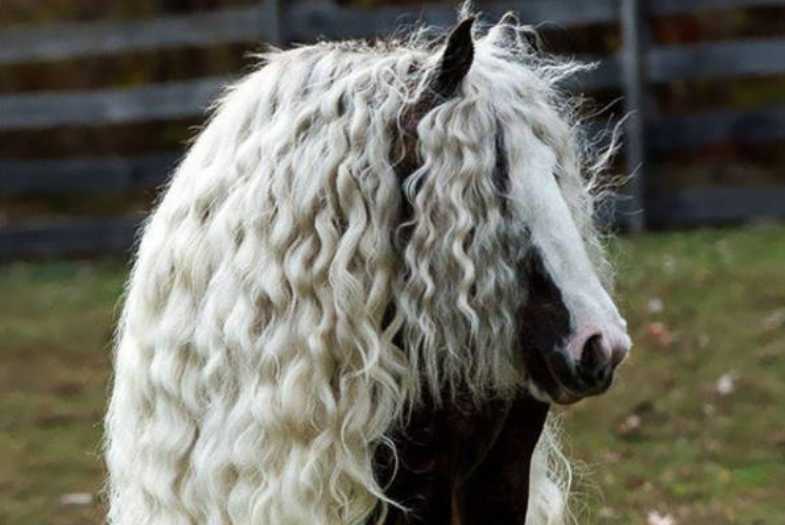 The Gypsy Vanner Horse: A Majestic Breed with a Rich Cultural Heritage