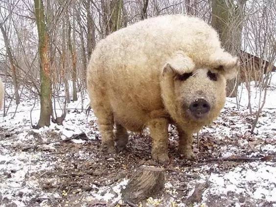 The Mangalica Pig: Hungary’s Woolly 'Sheep Pig' with a Royal Past
