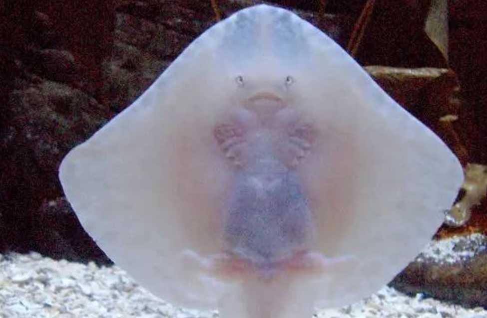 The Ray: A Diverse Group of Flat-Bodied Cartilaginous Fishes