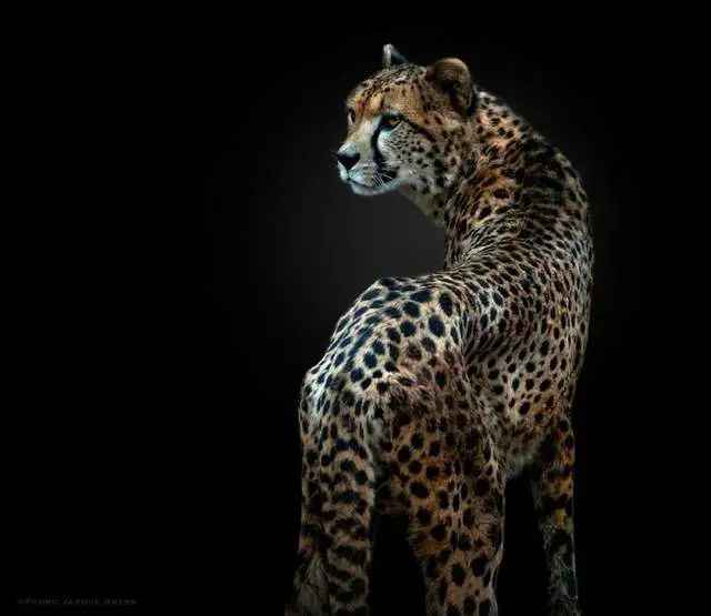 Cheetah Populations Collapse: Iconic African Species Edges Toward Extinction